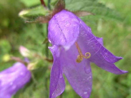 Campanule gantelée : détail de la fleur